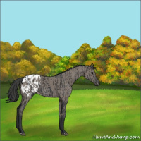 Horse Color:Black Appaloosa  and Grullo Appaloosa 