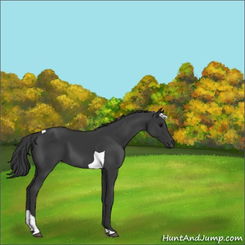 Horse Color:Black Tobiano 