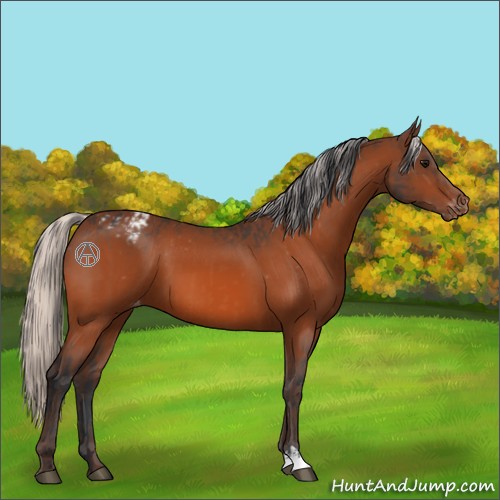 Horse Color:Bay Appaloosa  and Silver Bay Appaloosa 