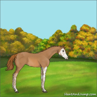 Horse Color:Chestnut  and Chestnut Splash 