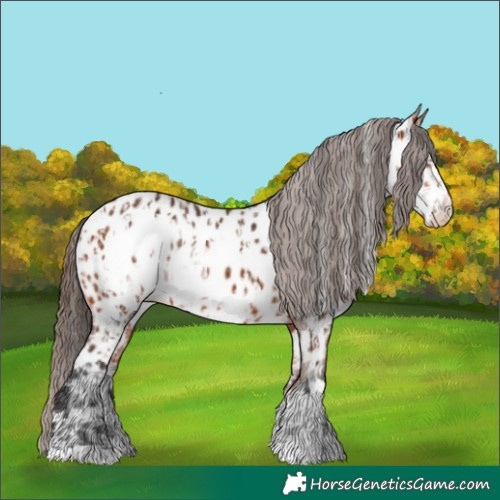 Horse Color:Bay Near Leopard  and Bay Frame Near Leopard 