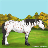 Horse Color:Bay Appaloosa and Bay Frame Appaloosa