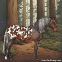 Horse Color:Brown Appaloosa  and Silver Brown Appaloosa 
