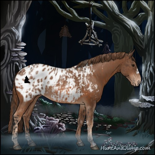 Horse Color:Bay Appaloosa and Chestnut Appaloosa