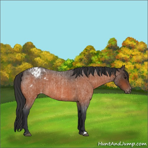 Horse Color:Bay Roan Varnish and Bay Roan Varnish