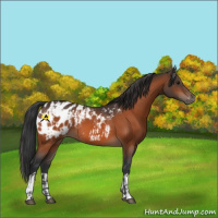 Horse Color:Bay Appaloosa and Bay Appaloosa