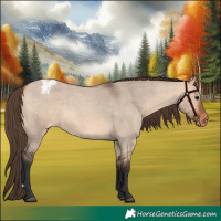 Horse Color:Bay Roan Dun Appaloosa  and Bay Roan Dun Appaloosa 