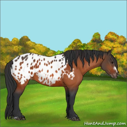 Horse Color:Bay Frame Appaloosa  and Bay Frame Appaloosa 