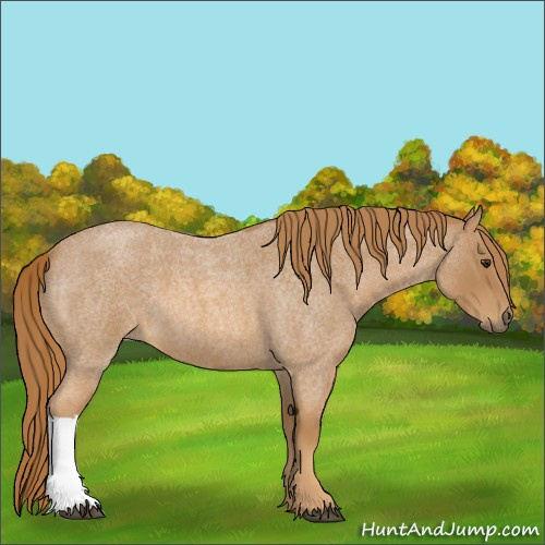 Horse Color:Red Roan 