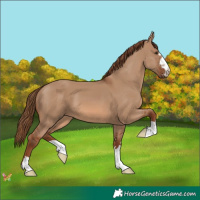 Horse Color:Red Dun 