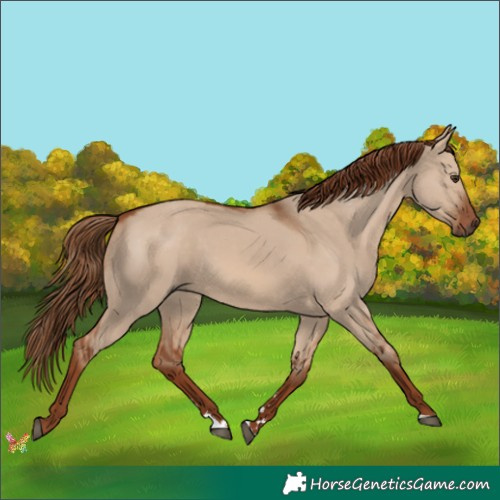 Horse Color:Red Dun