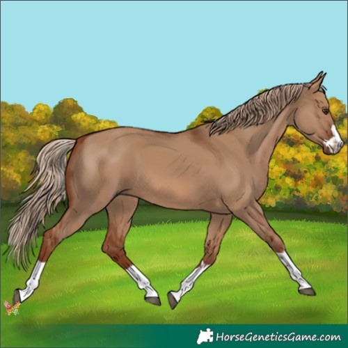 Horse Color:Red Dun