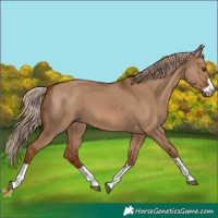 Horse Color:Red Dun