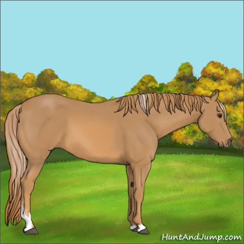 Horse Color:Chestnut  and Chestnut 