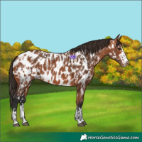 Horse Color:Bay Near Leopard  and Bay Near Leopard 