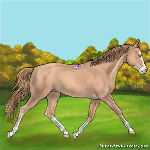 Horse Color:Gold Champagne Splash