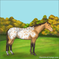 Horse Color:Buckskin Blanket  and Buckskin Blanket 