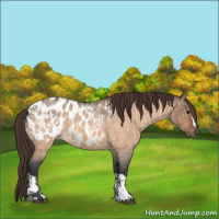 Horse Color:Bay Roan Dun Appaloosa  and Bay Roan Dun Appaloosa 