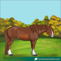 Horse Color:Chestnut Splash 