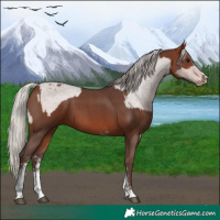 Horse Color:Bay Appaloosa  and Silver Bay Sabino 