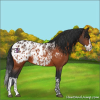 Horse Color:Bay Appaloosa  and Bay Splash Appaloosa 
