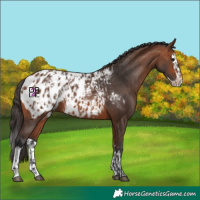 Horse Color:Bay Appaloosa  and Bay Splash Appaloosa 
