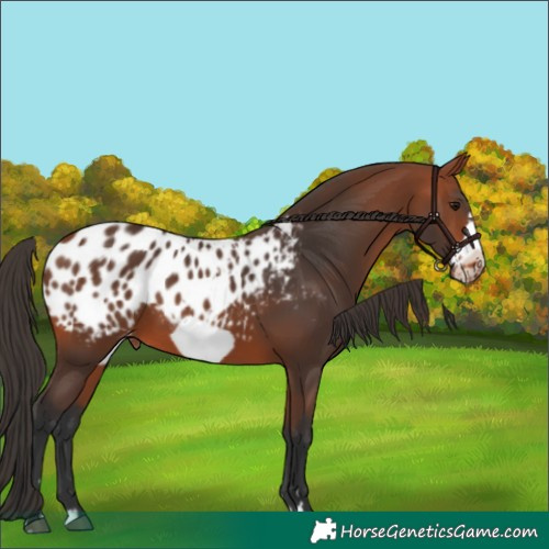 Horse Color:Bay Appaloosa  and Bay Frame Appaloosa 