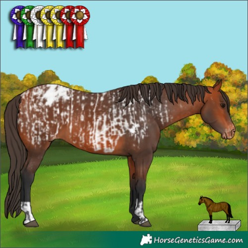Horse Color:Bay Near Leopard  and Bay Blanket 