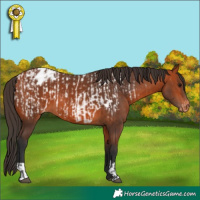 Horse Color:Bay Appaloosa and Bay Appaloosa