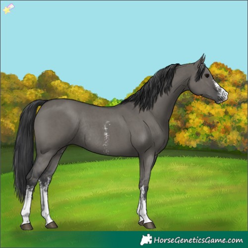 Horse Color:Grullo Sabino Rabicano