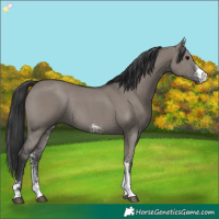 Horse Color:Grullo Sabino Rabicano 