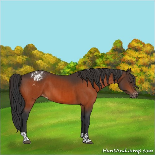 Horse Color:Unknown 