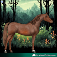Horse Color:Chestnut Appaloosa