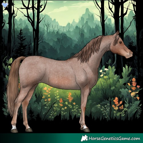 Horse Color:Red Roan Appaloosa 