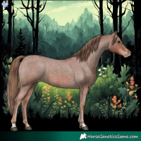 Horse Color:Red Roan Appaloosa 