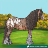 Horse Color:Bay Appaloosa  and Amber Champagne Appaloosa 