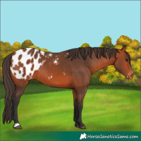 Horse Color:Bay Appaloosa 