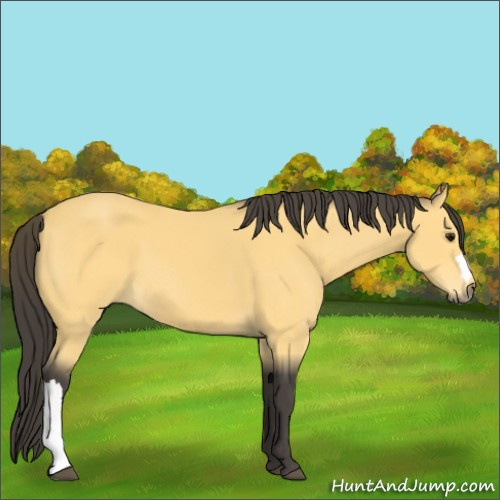 Horse Color:Buckskin