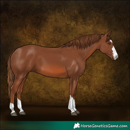 Horse Color:Chestnut 