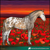 Horse Color:Buckskin Near Leopard  and Buckskin Splash Near Leopard 