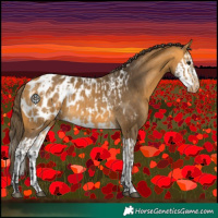 Horse Color:Buckskin Appaloosa and Buckskin Splash Appaloosa