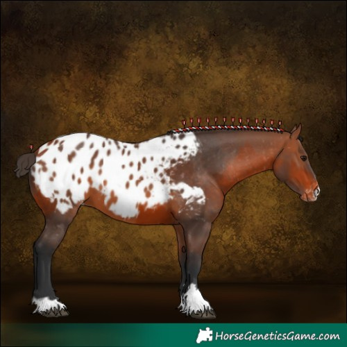 Horse Color:Bay Appaloosa  and Bay Appaloosa 