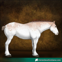 Horse Color:White Spotted Bay Appaloosa 
