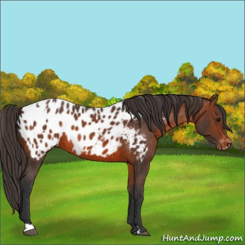 Horse Color:Bay Appaloosa  and Brown Appaloosa 