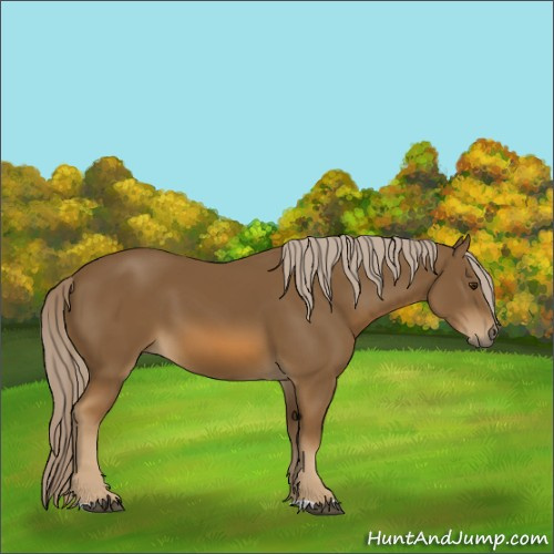 Horse Color:Chocolate Palomino 