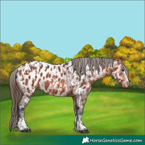 Horse Color:Bay Appaloosa  and Bay Appaloosa 