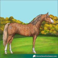 Horse Color:Chestnut  and Chestnut 