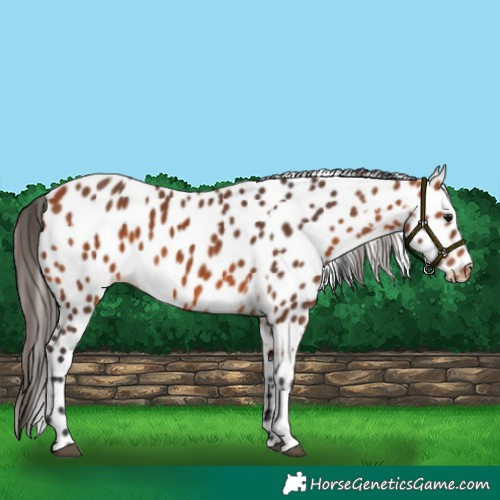 Horse Color:Bay Leopard and Bay Leopard