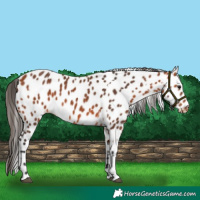 Horse Color:Bay Appaloosa  and Bay Appaloosa 