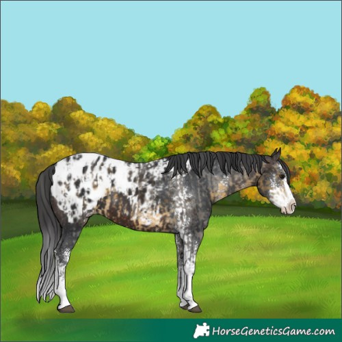 Horse Color:Buckskin Sabino Blanket and Brown Sabino Blanket